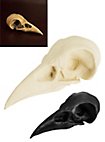 3D-printed raven skull for self-painting (10cm)